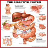 Digestive System