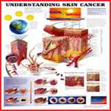Medical Skin