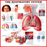 Respiratory