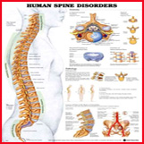 Spinal