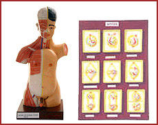 Model of Human Torso(Male)/Mitosis